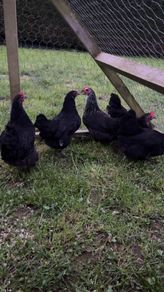 bantams