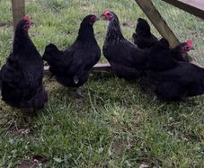 bantams