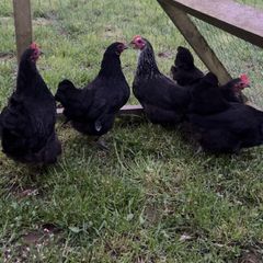 bantams