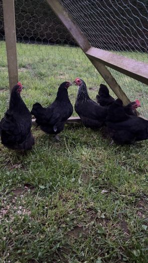 bantams