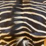Zebra Skin hide African Image 3