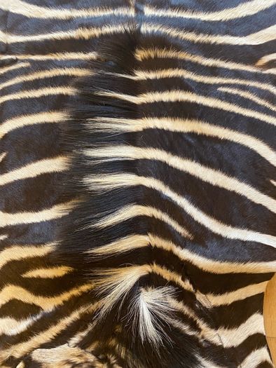 Zebra Skin hide African