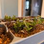 plant Image 5