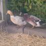 Duck and Drake Abacot Ranger Image 5