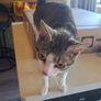 cat Image 3