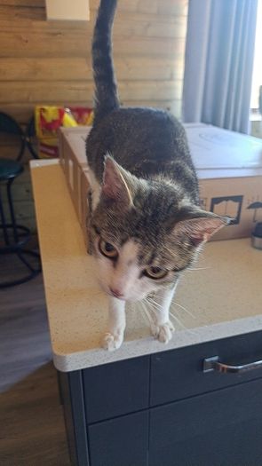 cat