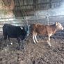 organic cattle Image 5