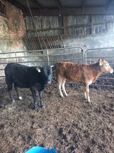 organic cattle