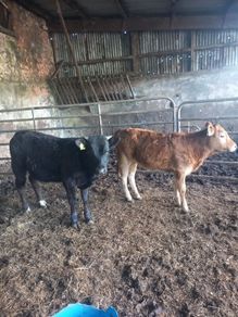 organic cattle
