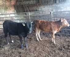 organic cattle
