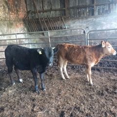 organic cattle