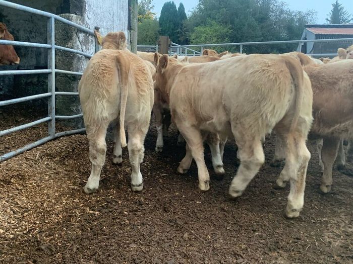 20 super u nd e grade heifers