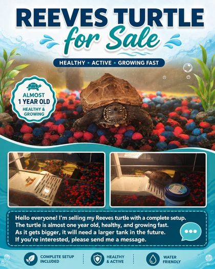 Reeves turtle with tank