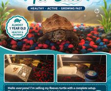 Reeves turtle with tank