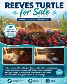 Reeves turtle with tank