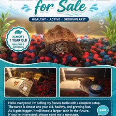 Reeves turtle with tank