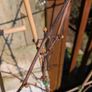 Red grape vines x3 Image 3