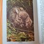Observer's Book Of Wild Animals Of The British Isles.  Compiled By  W J Stoke.1. Image 8