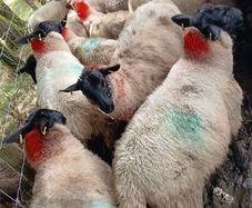 Ewe lambs