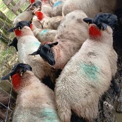 Ewe lambs
