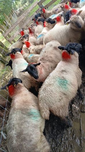 Ewe lambs