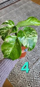House plant bundle + variegated Monstera