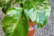 House plant bundle + variegated Monstera