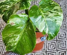 House plant bundle + variegated Monstera