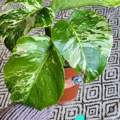 House plant bundle + variegated Monstera