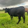 2nd calf AAX cow Image 2