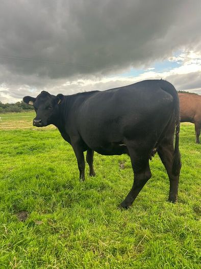 2nd calf AAX cow
