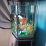 Fish tank Image 2