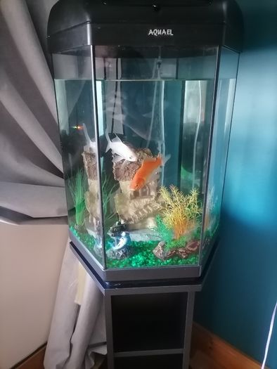 Fish tank