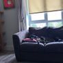 Two 2 seater couches in brown suede Image 5