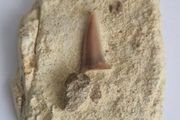 Self Collected 15 Million years old. In Natural Sandstone