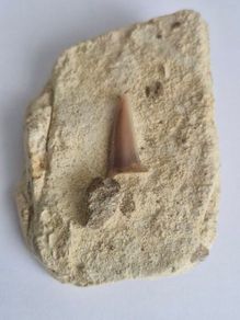 Self Collected 15 Million years old. In Natural Sandstone