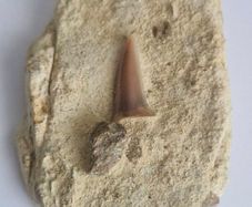 Self Collected 15 Million years old. In Natural Sandstone