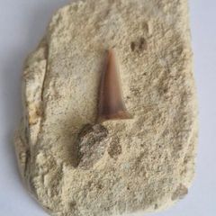 Self Collected 15 Million years old. In Natural Sandstone