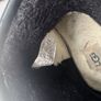 Ugg 38/39 size Image 4