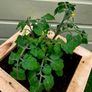 Patio Tomato pot Image 6