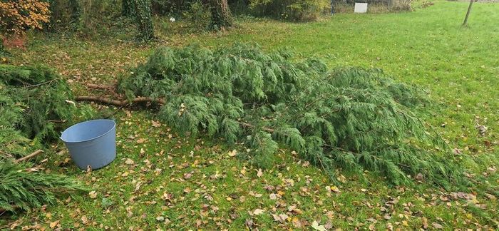 Leylandi branches frost cover Christmas decorations