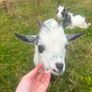 Pygmy Goat free to good home Image 3