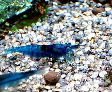Blue Velvet Shrimp Aquarium