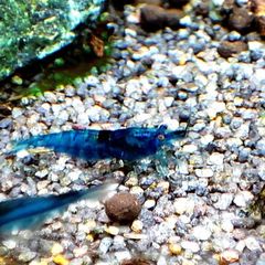 Blue Velvet Shrimp Aquarium