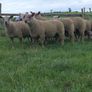 Pedigree registered charollais ram lambs Image 2