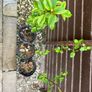 Plants Cooking Cherry - Morello - Self Fertile Image 7