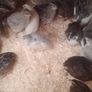 Coturnix Quail wide variety of Colours Image 8