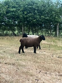 Suffolk Ram Lamb