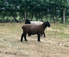 Suffolk Ram Lamb
