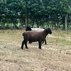 Suffolk Ram Lamb